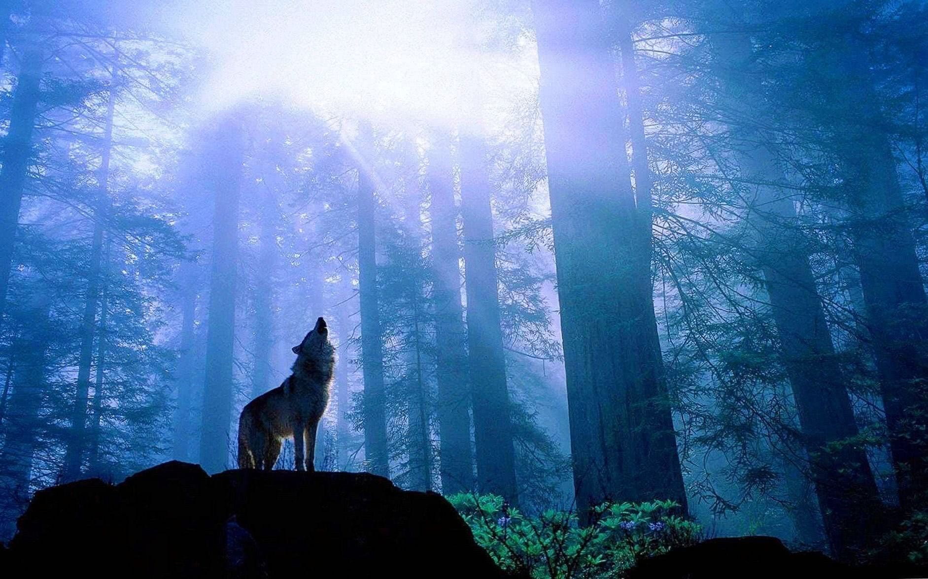 Wolf Howling Wallpapers For PC
