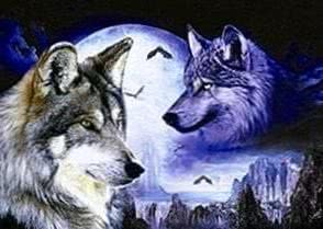 Real Wolf Wallpapers