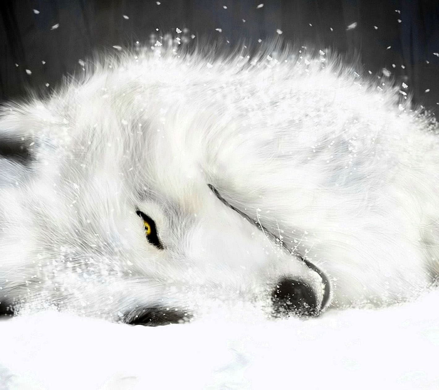 Wallpapers For Samsung Wolf