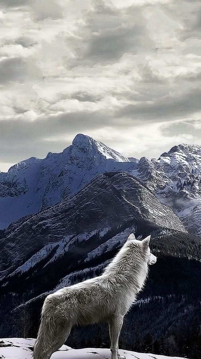 Wallpaper Wolf iPhone X Image 1