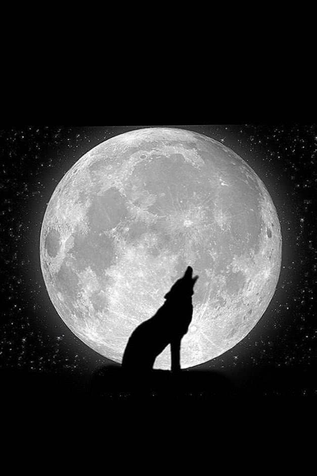 Wolf Howling At The Moon Mobile Wallpapers