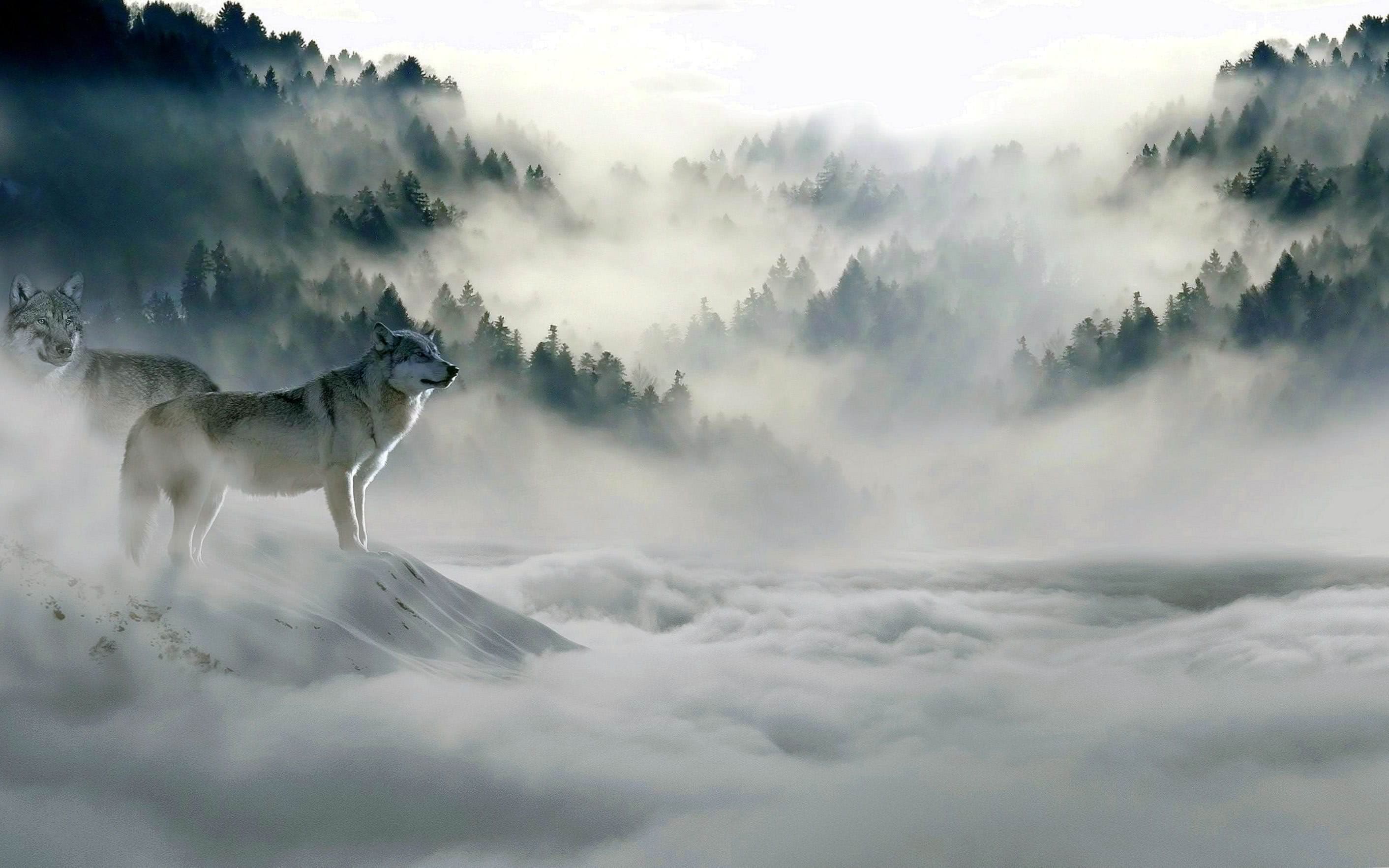 Best 4K Wolf Wallpaper Image 1