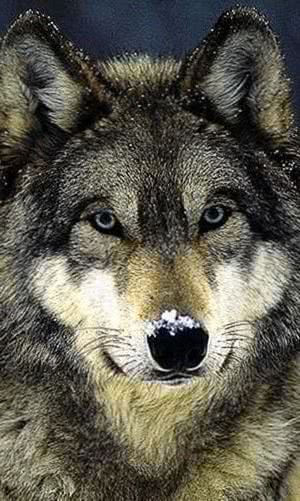 wallpaper for mobile wolves background image 4