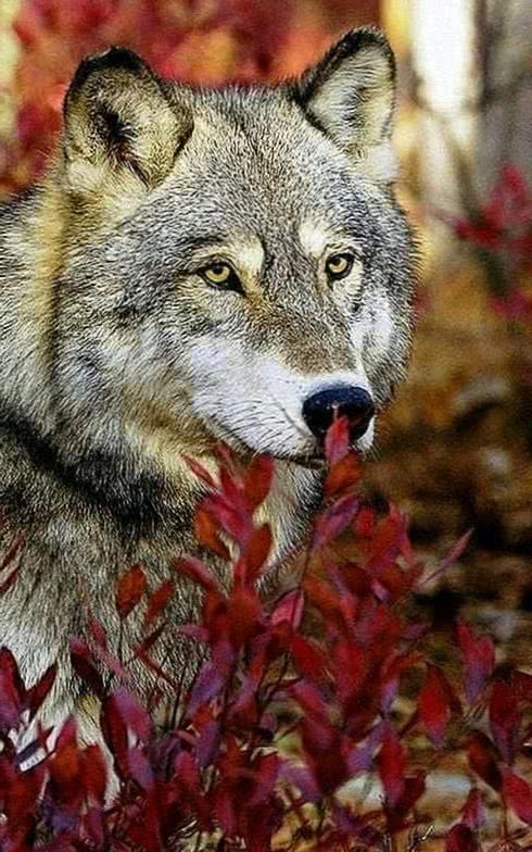 Best Live Wallpapers Wolf - Wolf Background Images