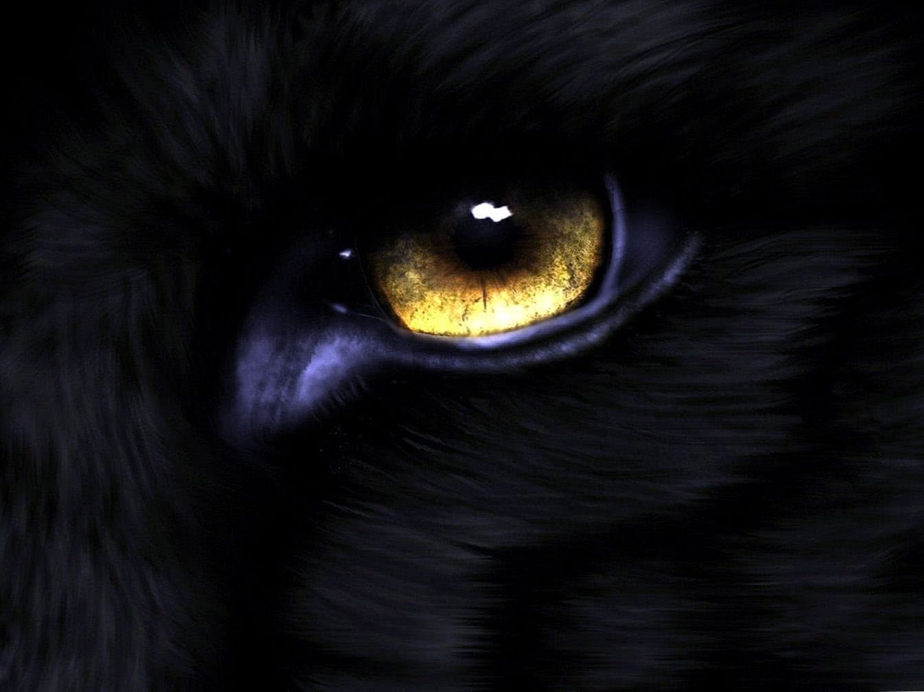 black wolves eyes wallpaper background image 6