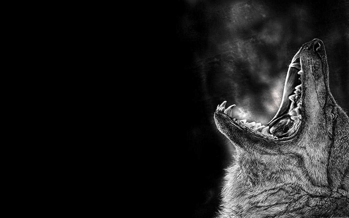 The Lone Wolf HD Wallpapers