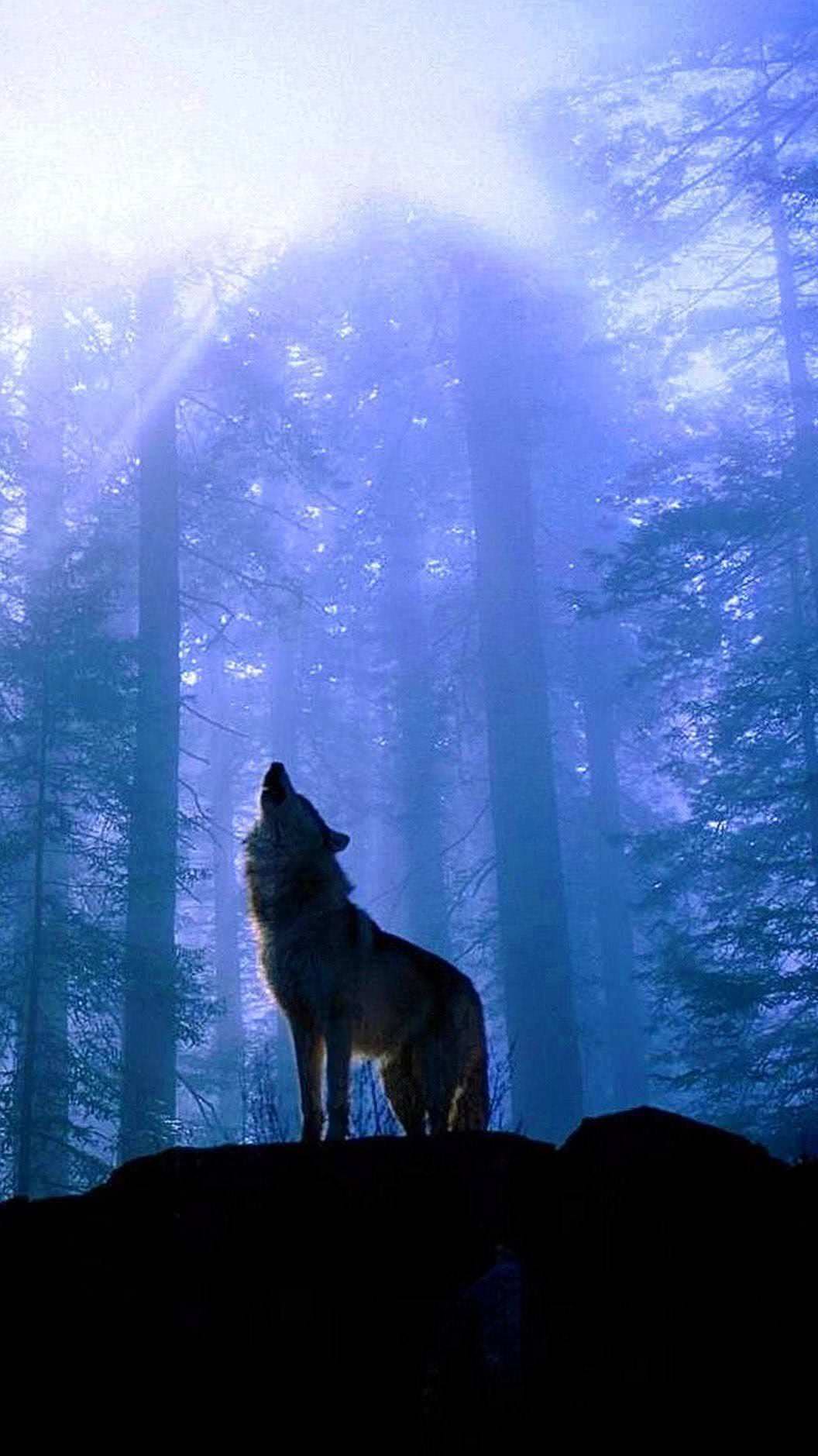 Lone Wolf iPhone 5 Wallpapers