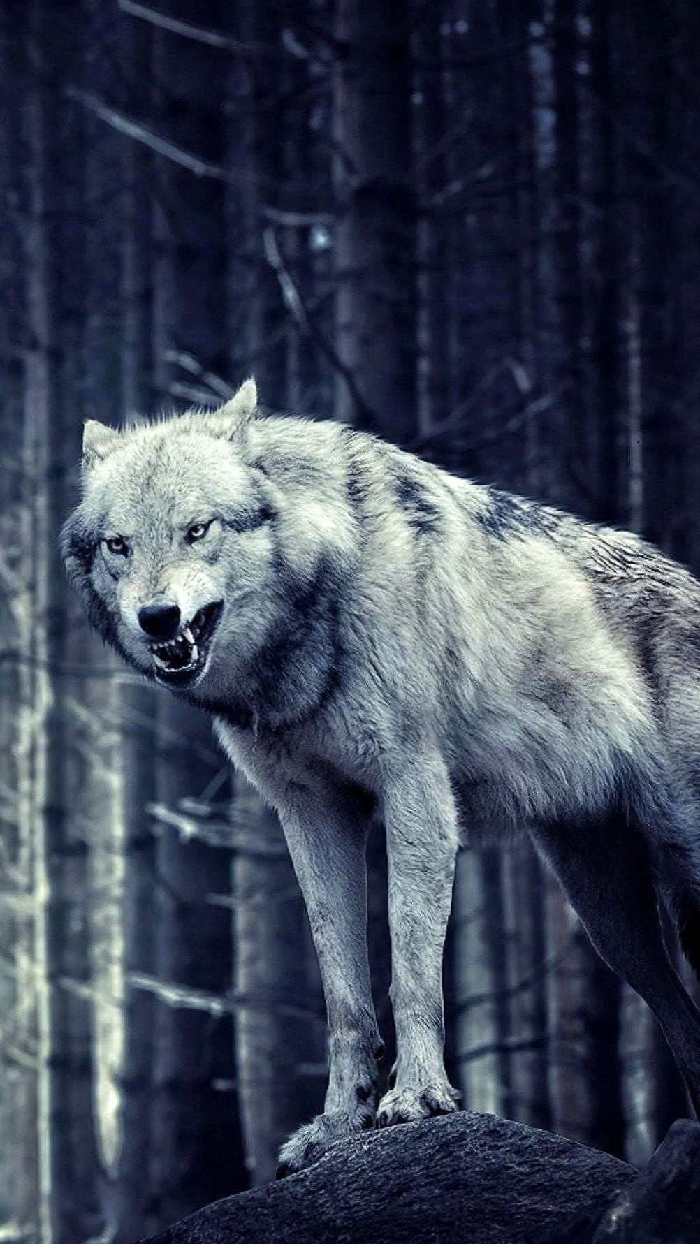 Lone Wolf iPhone 5 Wallpapers