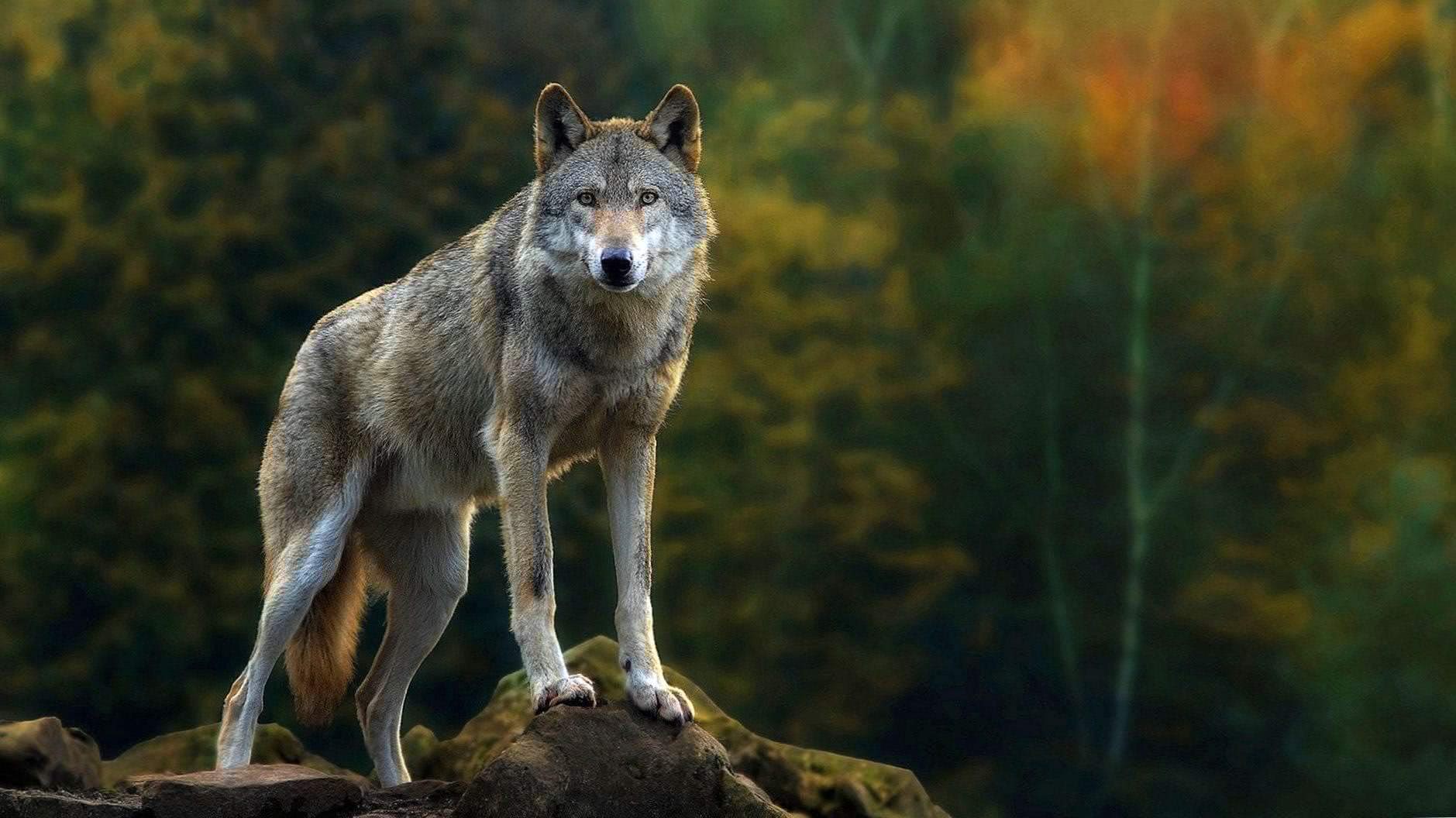 1920×1080 wallpaper hd wolf background image 2