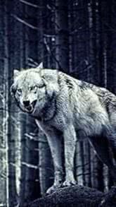 Lone Wolf Wallpaper For iPhone Image 1