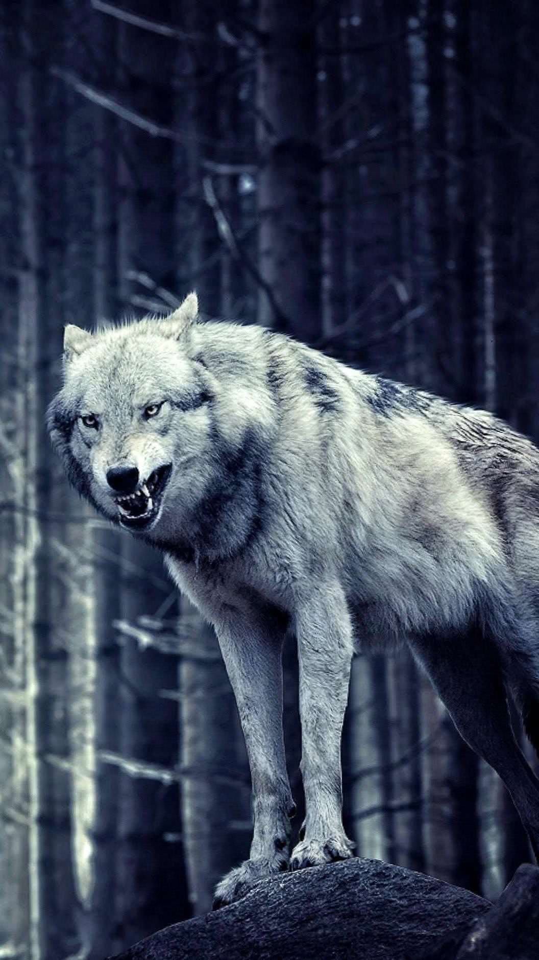 lone wolf wallpaper iphone background image 2