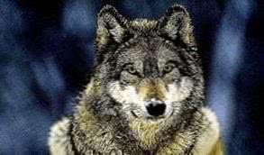 Wolf Wallpaper 2000x1000 Image 1