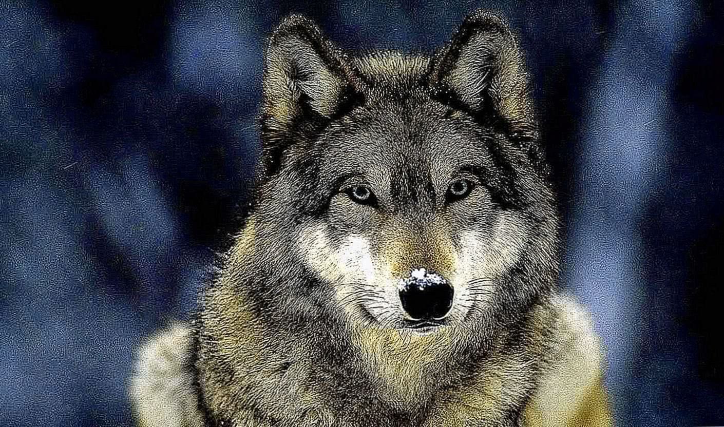 Wolf Wallpaper 2000x1000 Image 1