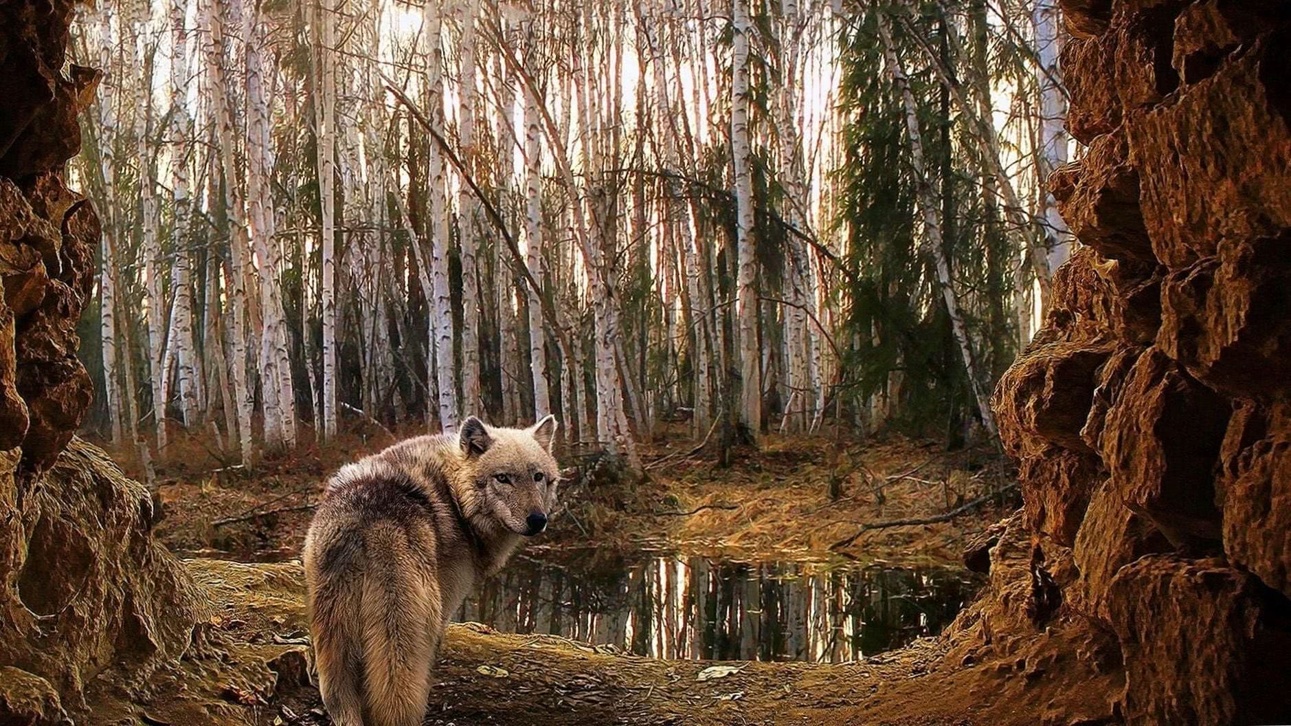Wolves Hunting HD Wallpapers