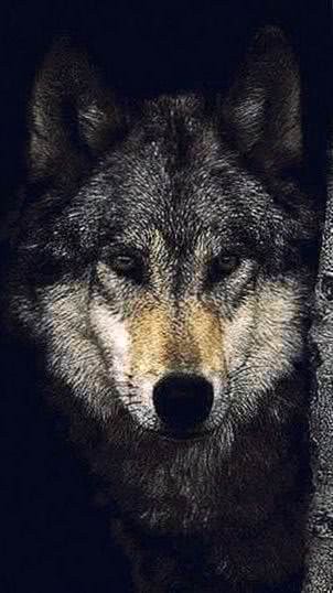 Wallpapers Mobile Lone Wolf