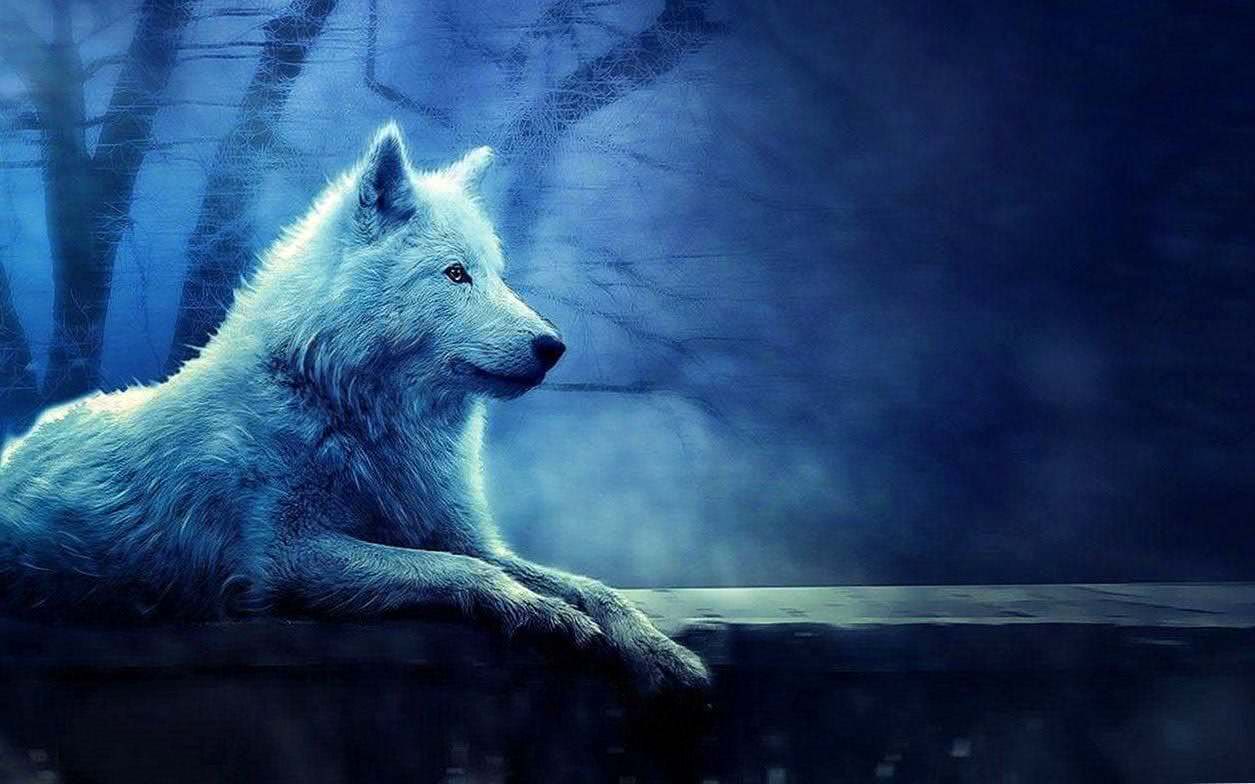 Lone White Wolf Wallpapers