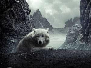 Lone Wolf 1080p Wallpaper Image 1