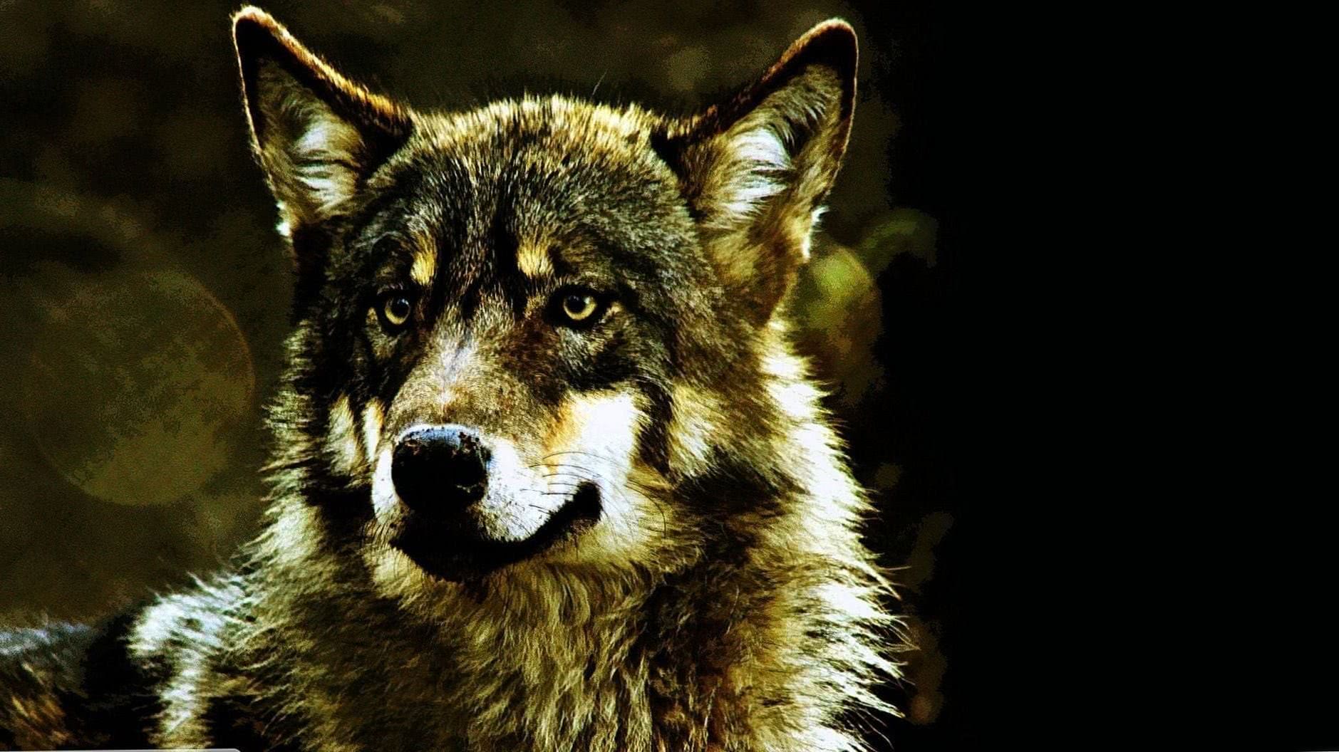 Wolf Face Full HD Wallpapers