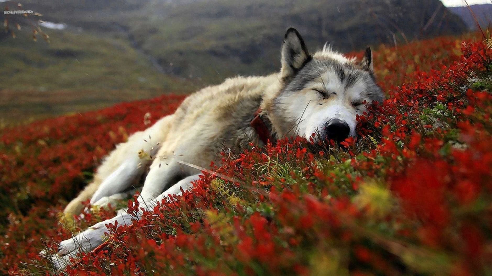 wolf with rose hd wallpaper background image 4