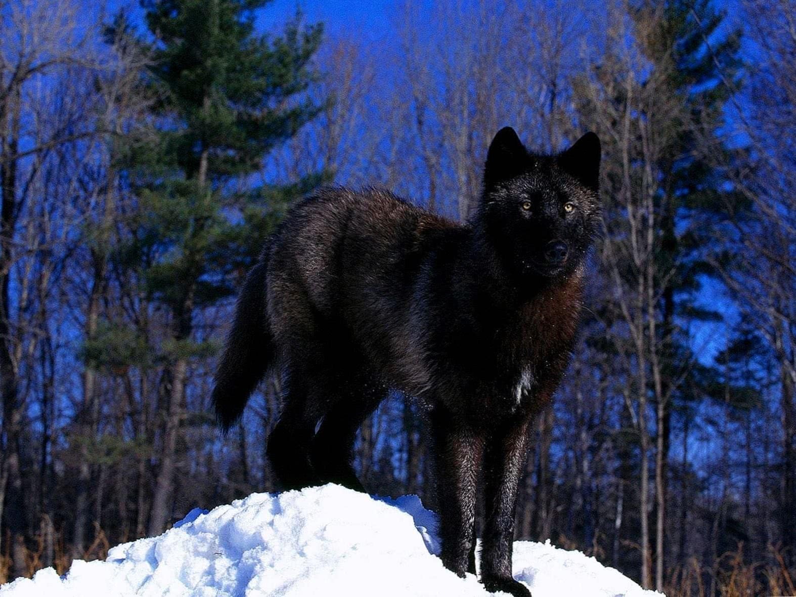 black wolves wallpaper hd background image 2