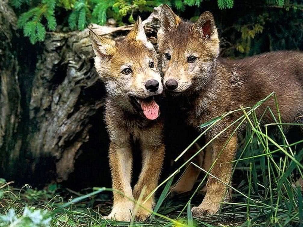 baby wolf pups wallpaper background image 3