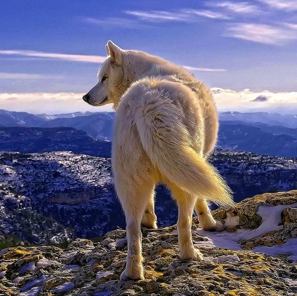White Wolf Phone Wallpapers HD