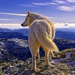 White Wolf HD Wallpapers For Mobile