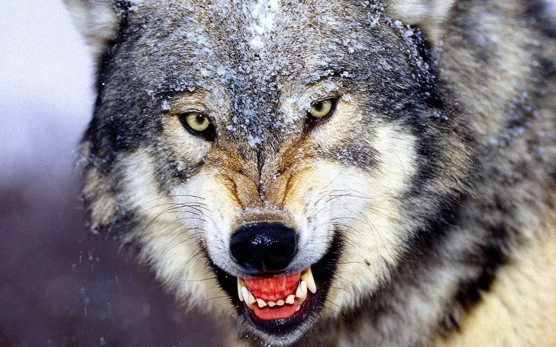 beautiful wolf wallpaper hd background image 4