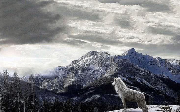 Wolf Landscape Wallpapers