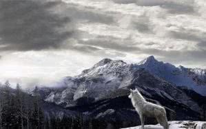Wolf Wallpapers Scenery