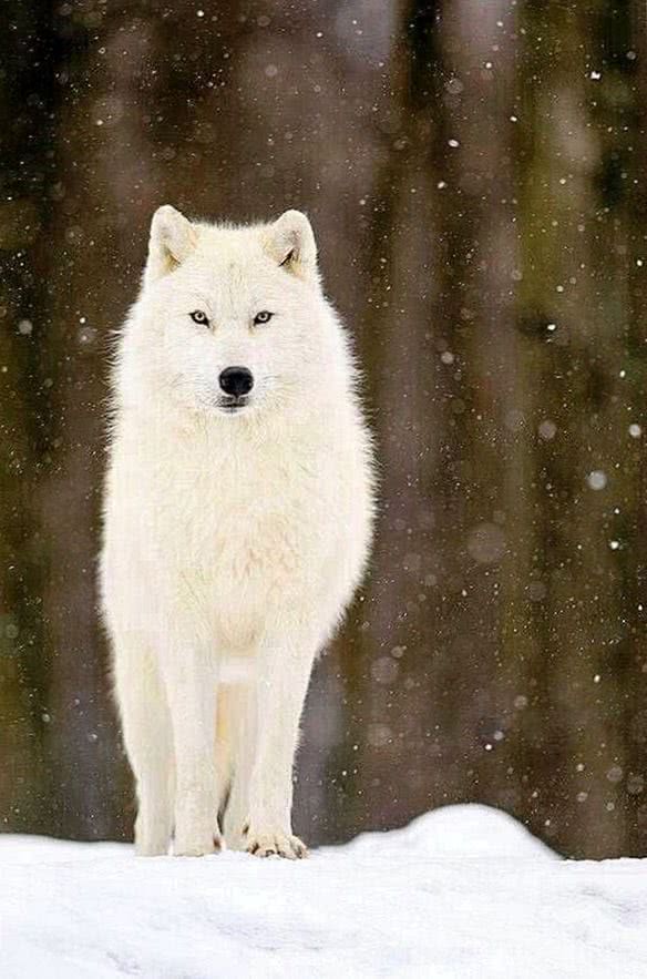 White Wolf Dog Wallpapers
