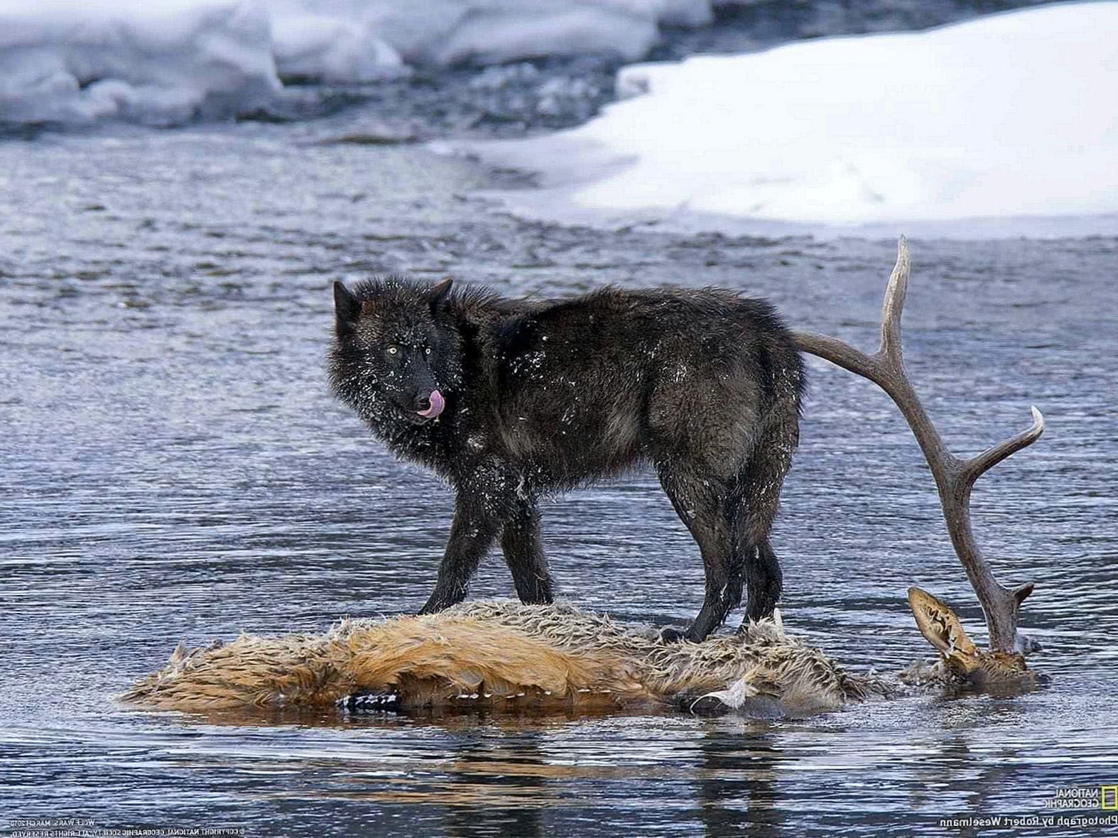 free wolf wallpapers national geographic wolf wallpapers pro https wolf wallpapers pro wolf wallpapers national geographic