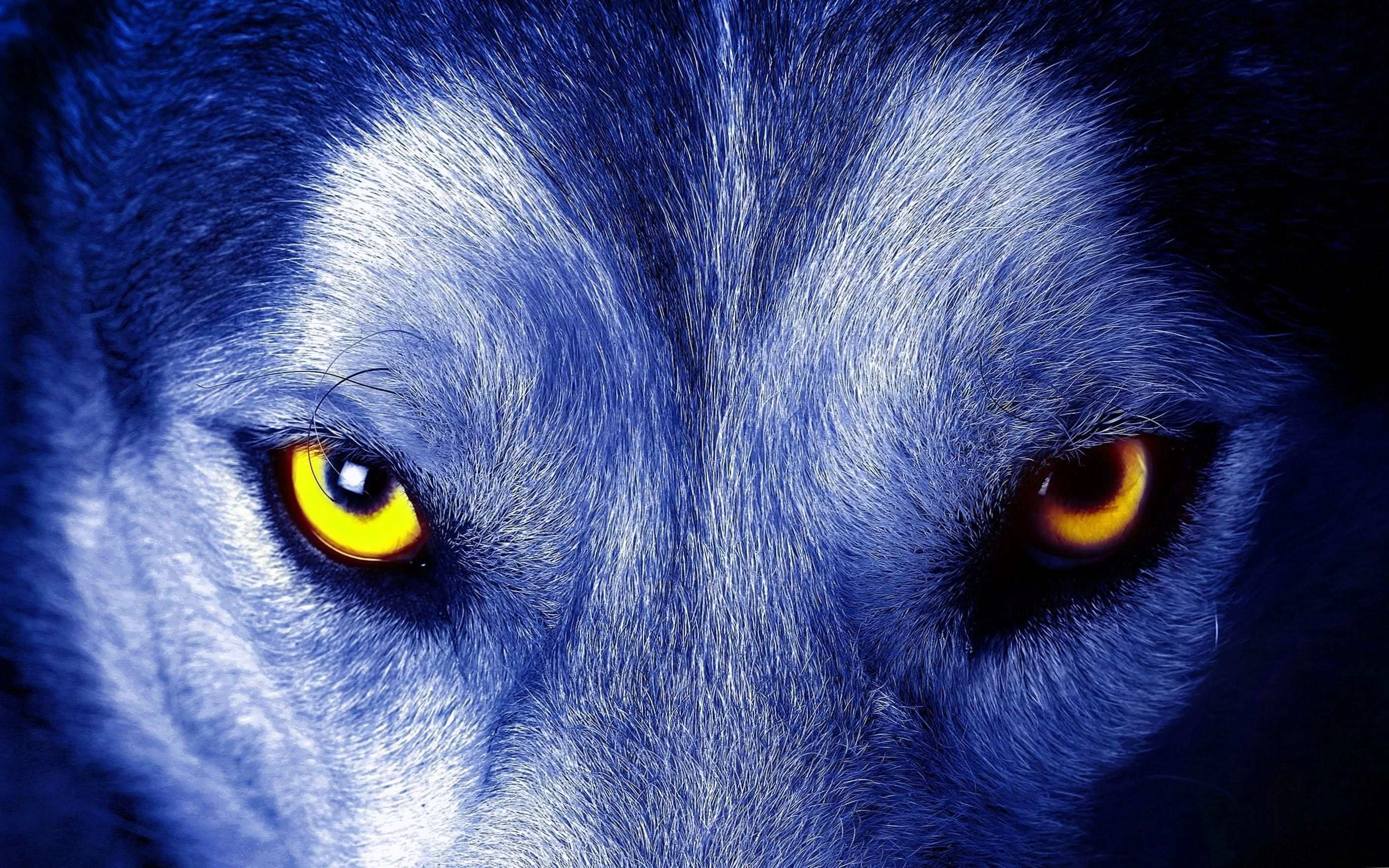 Eyes Wolf Wallpapers