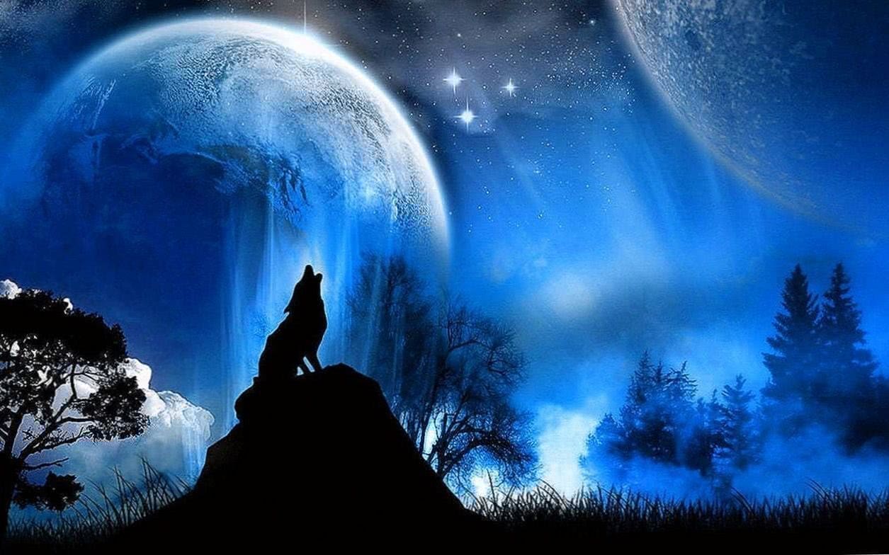 some wolf wallpaper background image 4