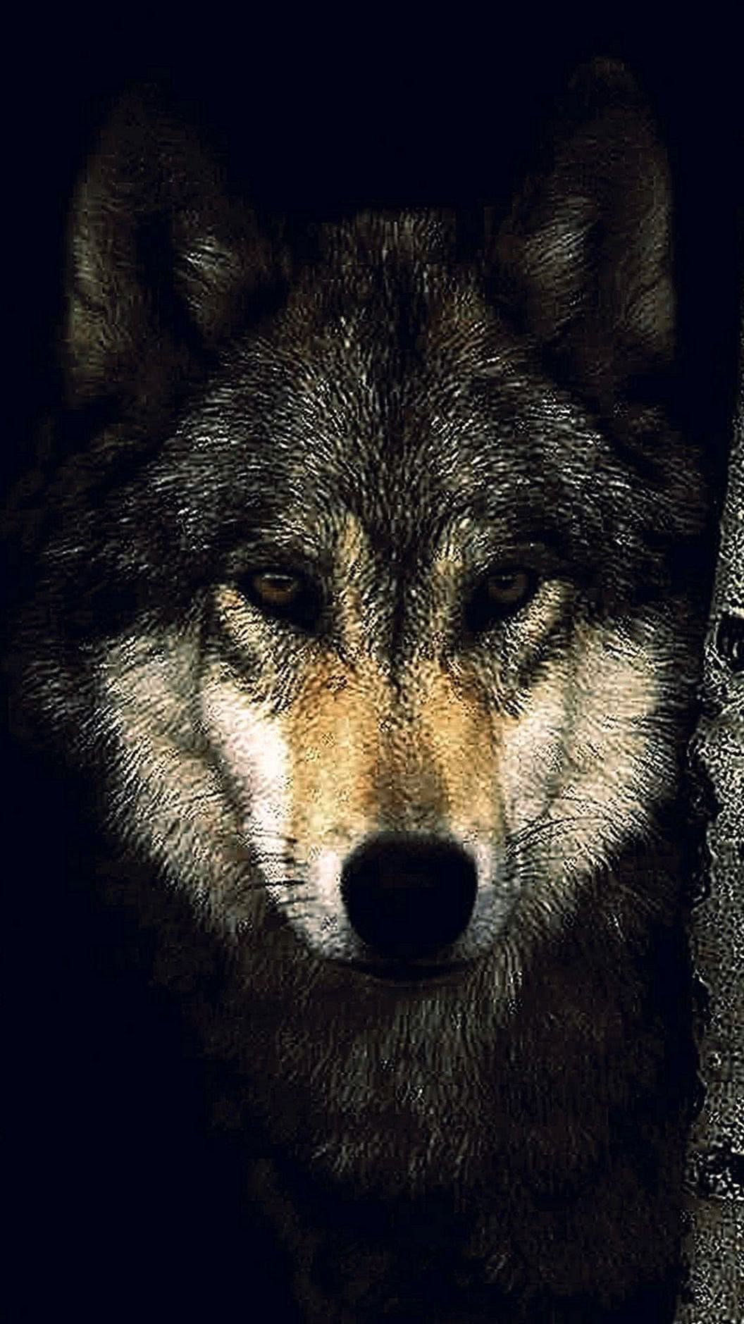 Wolf Wallpapers iPhone 6 Plus