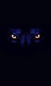 Wolf In The Dark iPhone Wallpapers