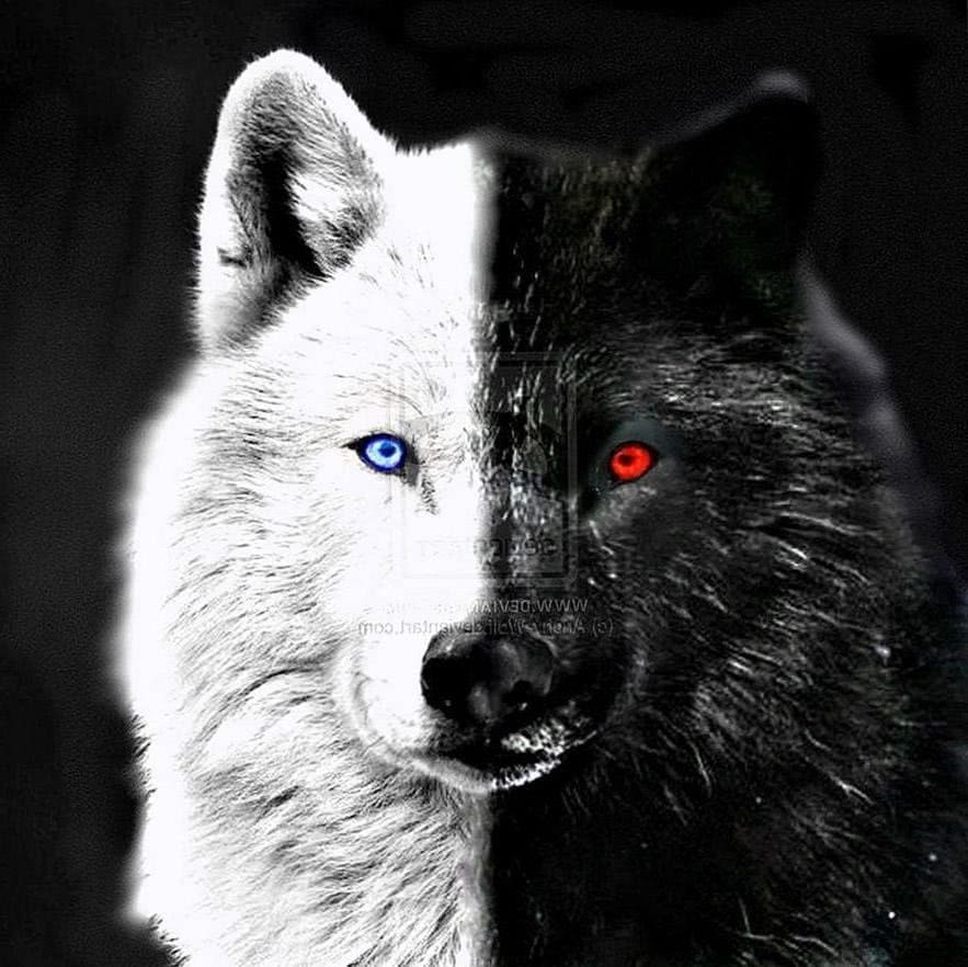 black wolf with blue eyes wallpaper background image 3