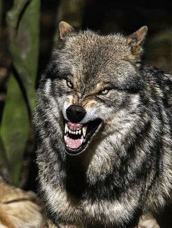 Angry Black Wolf Wallpapers