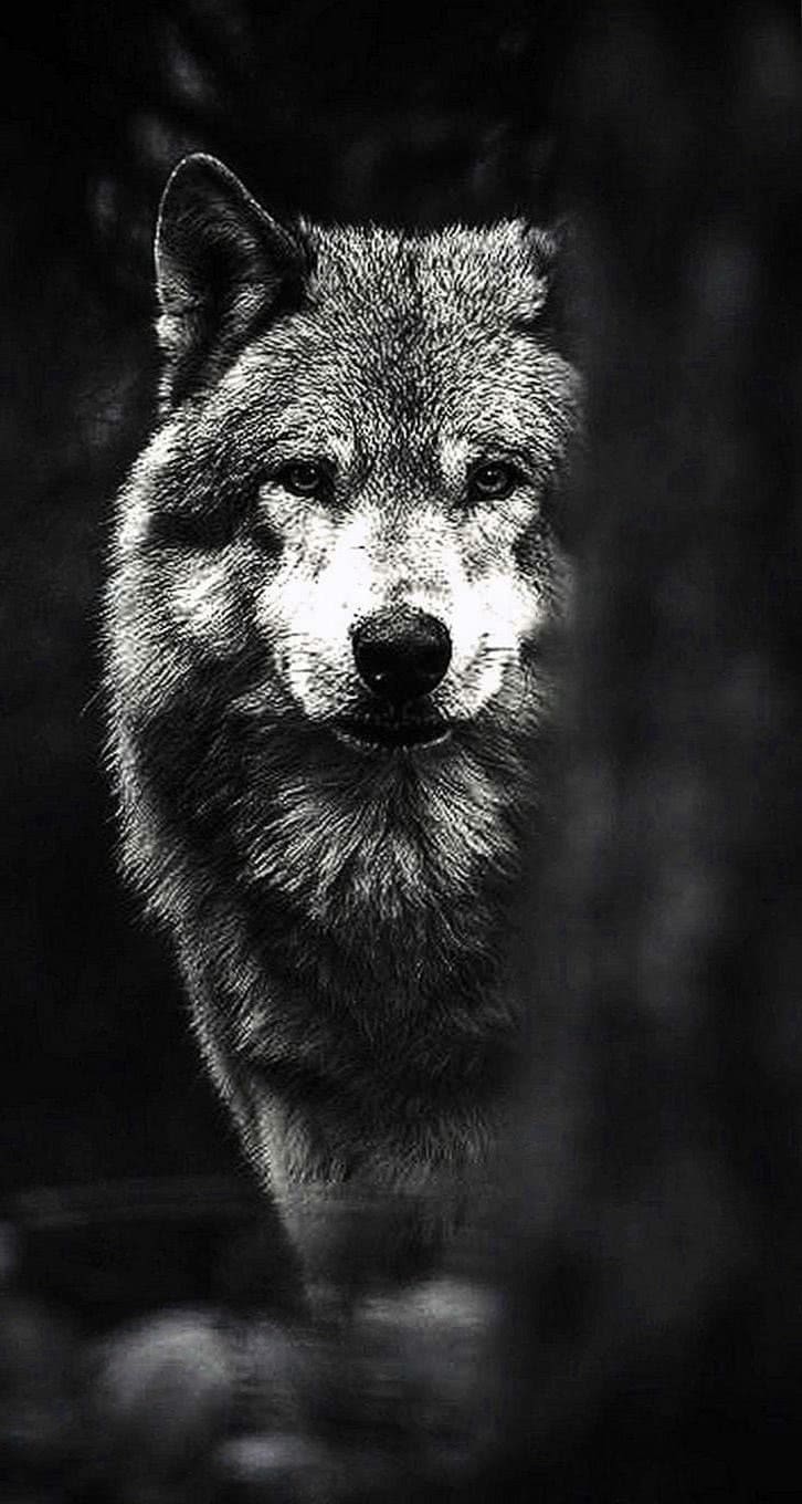Black Wolf Wallpaper Pinterest Image 1