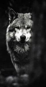 Black Wolf Wallpapers Pinterest