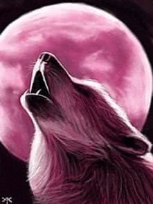 Wallpapers Wolf Pink