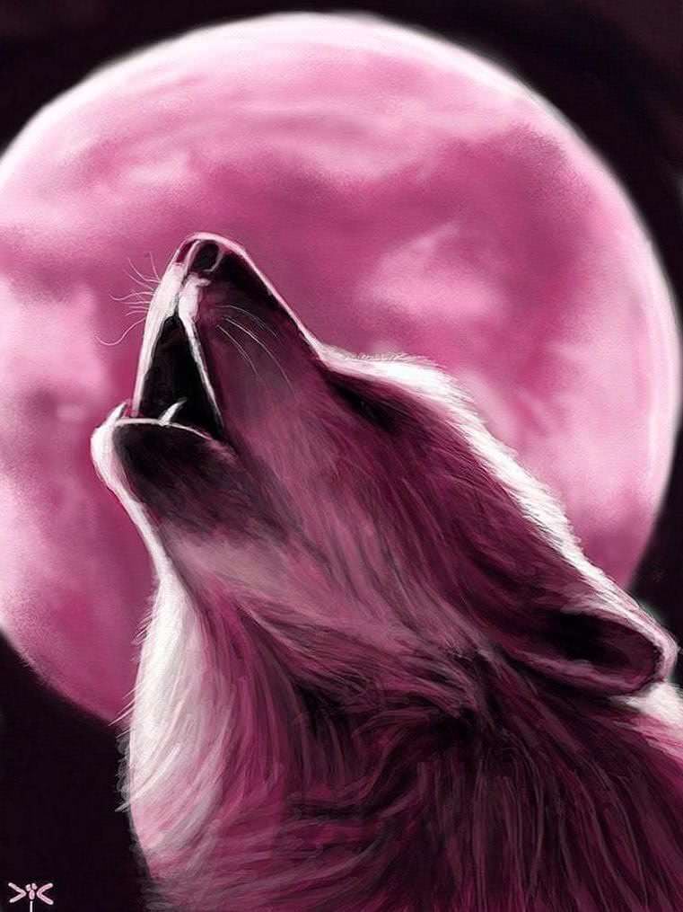 Wolf Wallpapers Pink