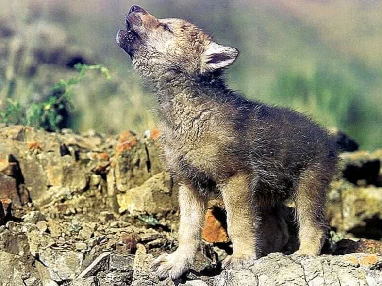 Wolf Cub Wallpaper Image 1