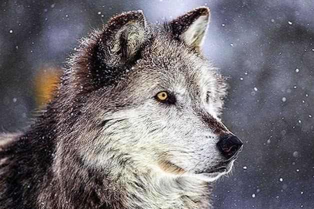 pics of a gray wolf wallpaper background image 3