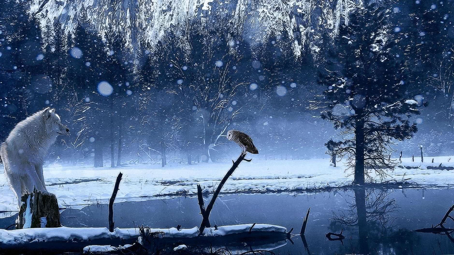 Live Wolf Winter Wallpapers
