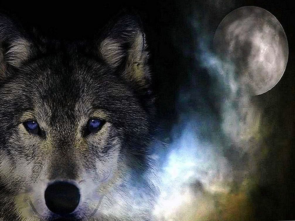 wolf screen wallpaper background image 6