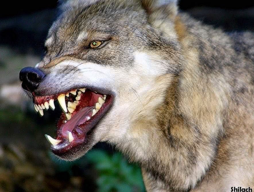 Wallpapers Wolf Angry