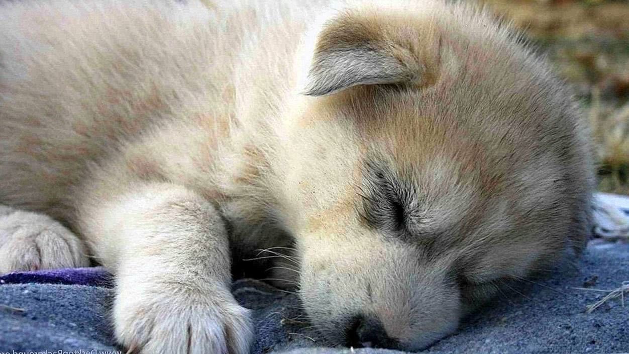 Baby Wolf Wallpapers Mobile