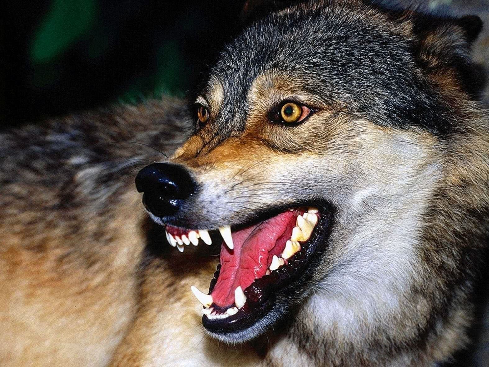 Snarling Wolf HD Wallpaper Image 1