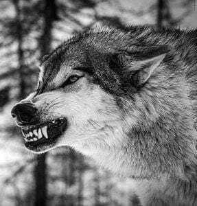 Black Wolf Snarling Wallpaper Image 1